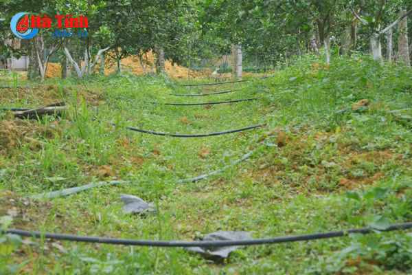 ngam khu vuon giai dac biet cuoc thi kdc kieu mau vuon mau ha tinh