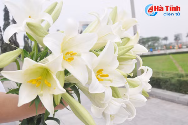 hoa loa ken hut hon phai dep ha tinh