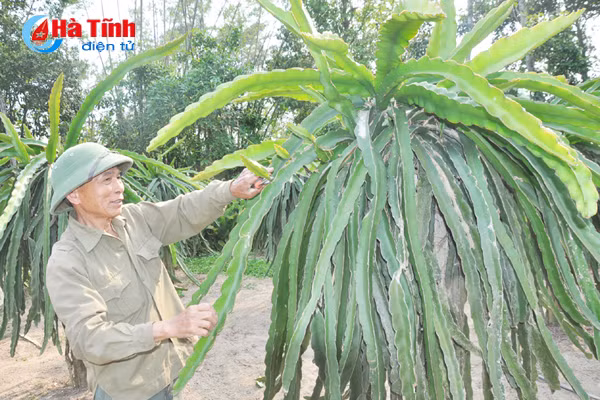 ve lang bien nghi xuan xem khu dan cu mau