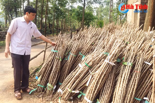 nong dan vung thuong ky anh tai dau tu vung nguyen lieu san