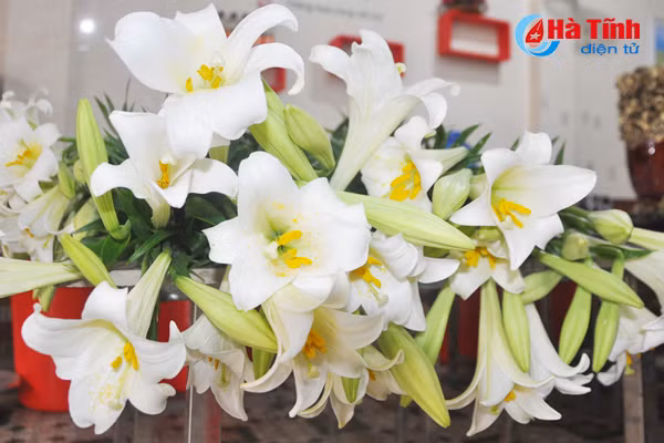 hoa loa ken hut hon phai dep ha tinh