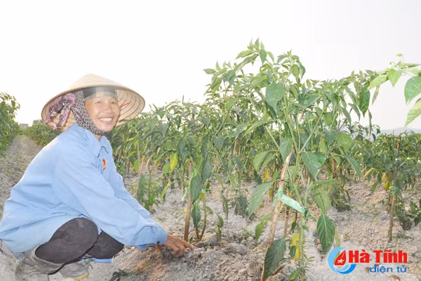 nong dan ha tinh lien ket trong ot thu nhap gap 5 lan trong lua