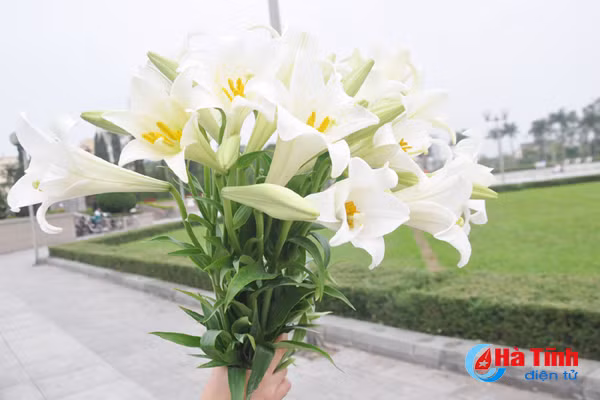 hoa loa ken hut hon phai dep ha tinh