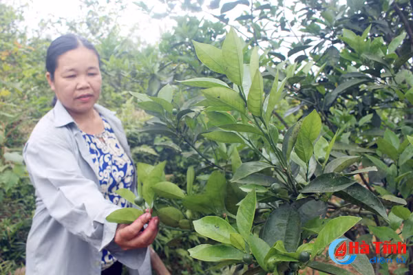 bien vuon tap thanh trang trai tong hop thu 250 trieu dong nam