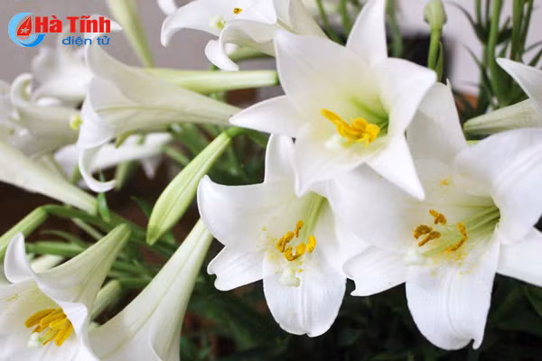 hoa loa ken hut hon phai dep ha tinh