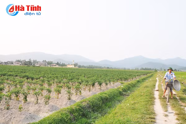 nong dan ha tinh lien ket trong ot thu nhap gap 5 lan trong lua