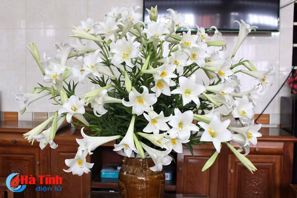 hoa loa ken hut hon phai dep ha tinh