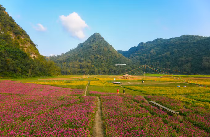 Bên trong thung lũng hoa lớn nhất Việt Nam