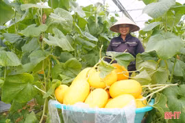 Rực vàng những vườn dưa lưới vào vụ thu hoạch ở Hà Tĩnh