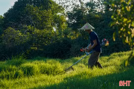Khi cỏ trở thành cây trồng có giá trị kinh tế