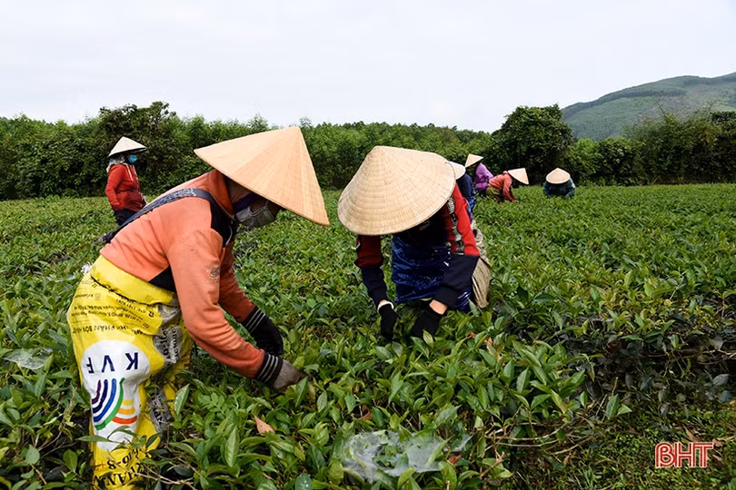 Người dân vùng thượng Kỳ Anh thắng lợi vụ chè đầu năm