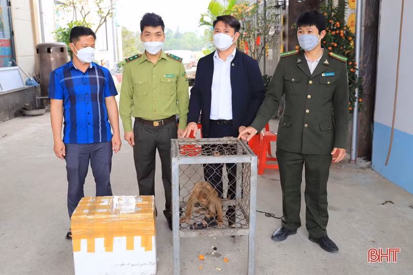 Người đàn ông ở Nghi Xuân bàn giao các cá thể động vật quý hiếm để thả về tự nhiên