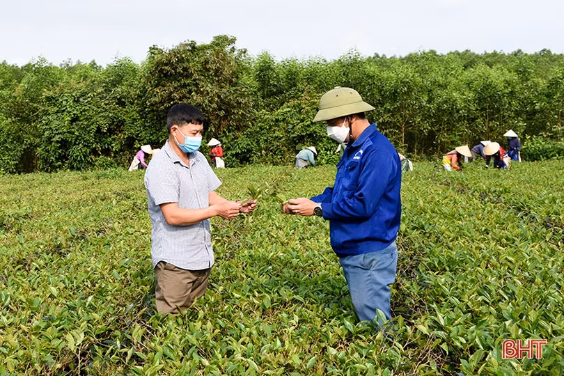 Người dân vùng thượng Kỳ Anh thắng lợi vụ chè đầu năm