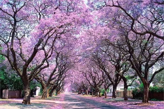 Phố Church, Pretoria, Nam Phi: Phượng tím được coi như biểu tượng của thành phố ở Nam Phi. Những năm gần đây, chính quyền thành phố cấm trồng cây mới vì loài cây này hút rất nhiều nước. Tuy nhiên, hai hàng cây già bên đường vẫn nhuộm cả con phố với màu tím lãng mạn.