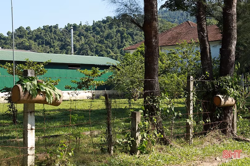 Mùa săn ong mật