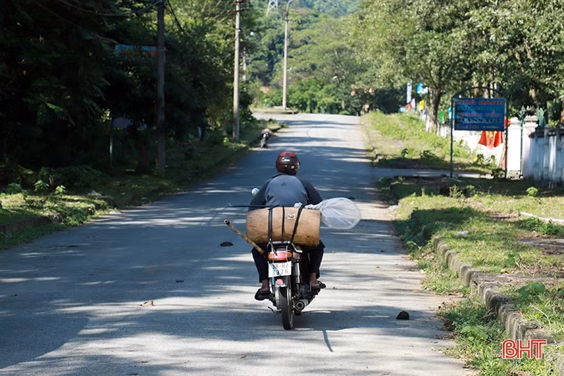 Mùa săn ong mật
