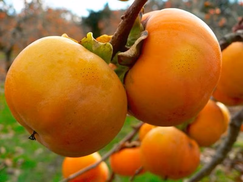 Vì sao ăn hồng giòn dễ bị tắc ruột?