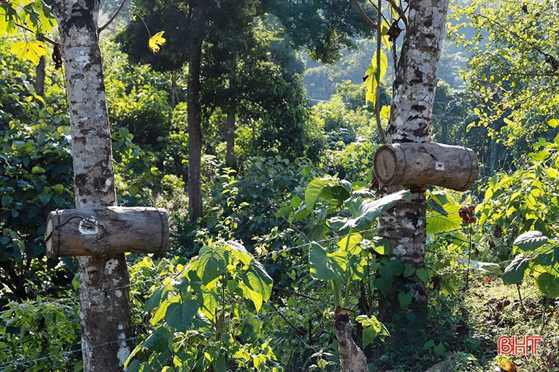 Mùa săn ong mật