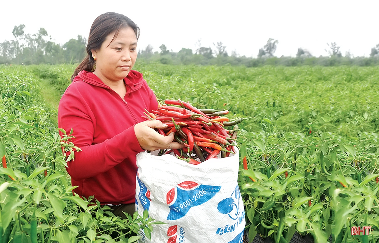 Vụ đông ở Hà Tĩnh - khi nông dân sản xuất theo “thông lệ”... trông chờ!