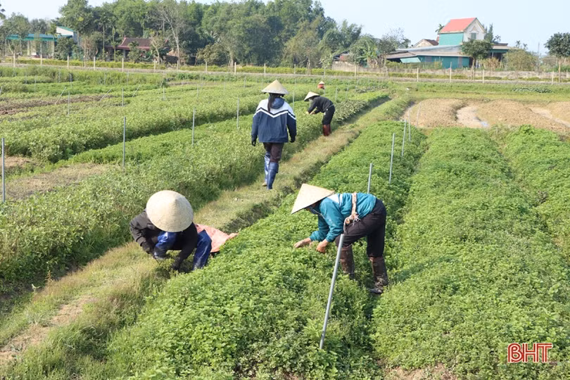 Được giá, nông dân làng rau gia vị nổi tiếng Hà Tĩnh thu lãi cao mỗi ngày