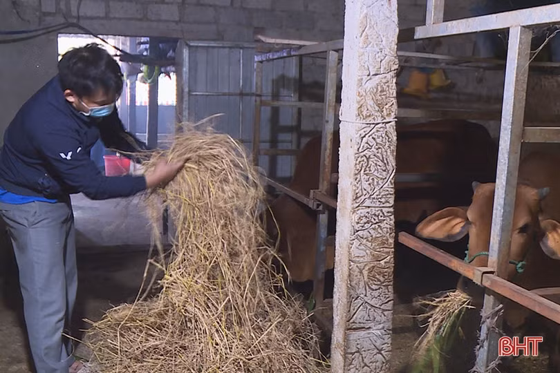 Nông dân Hương Sơn phòng đói, rét cho đàn vật nuôi
