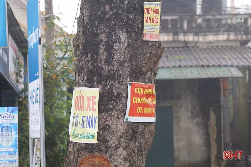 Hàng cây cổ thụ ở Đức Thọ bị đóng đinh, đẽo vỏ nham nhở