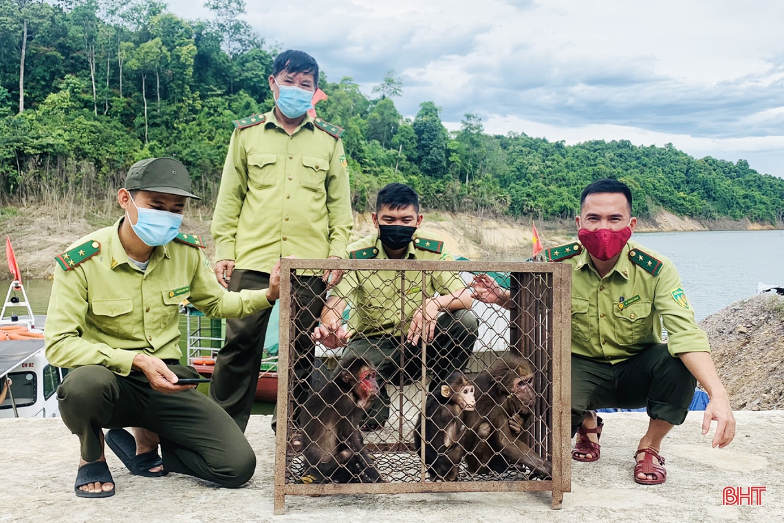 Những người giúp động vật hòa nhập với thiên nhiên ở Hà Tĩnh