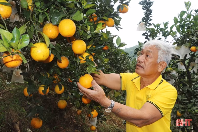 Cựu chiến binh miền núi Vũ Quang “biến đồi hoang thành vùng đất trù phú