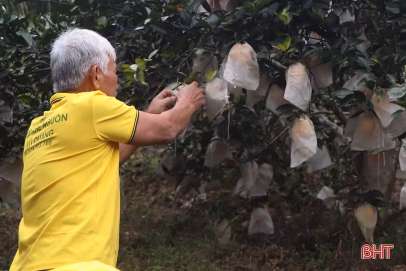 Cựu chiến binh miền núi Vũ Quang “biến đồi hoang thành vùng đất trù phú