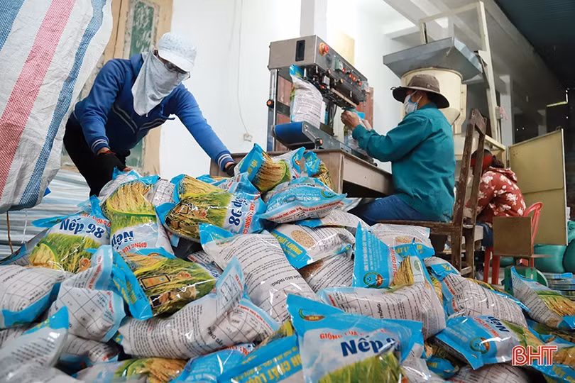 Hà Tĩnh: Thực hiện đồng bộ giải pháp đảm bảo sản xuất vụ xuân thắng lợi