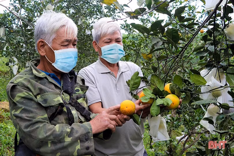 Cựu chiến binh miền núi Vũ Quang “biến đồi hoang thành vùng đất trù phú