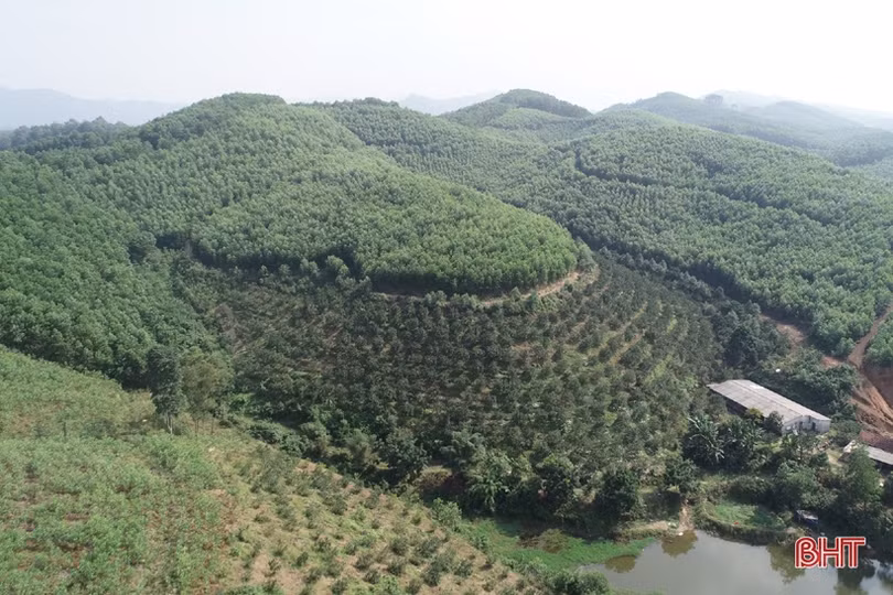 Cựu chiến binh miền núi Vũ Quang “biến đồi hoang thành vùng đất trù phú