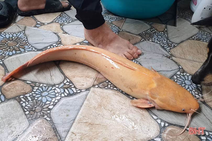 Tát ao, bắt được cá trê vàng