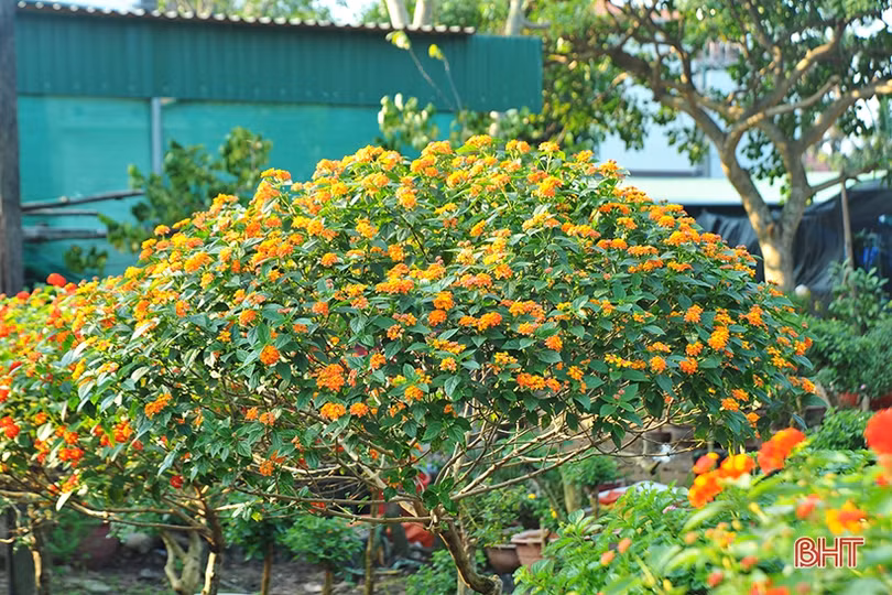 “Biến” hoa dại thành cây cảnh tiền triệu