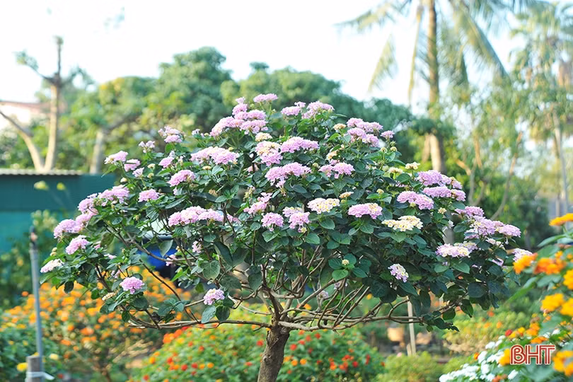 “Biến” hoa dại thành cây cảnh tiền triệu