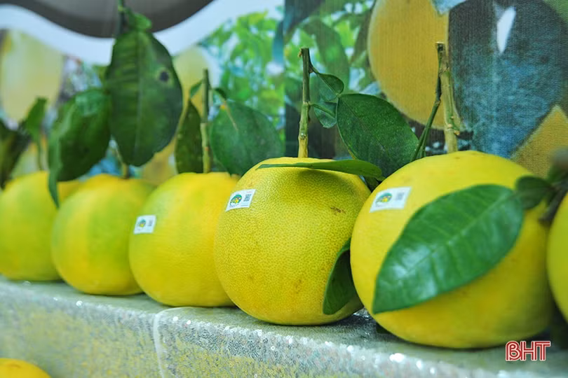 Ấn tượng những gian hàng tại Hội nghị xúc tiến thương mại, kết nối tiêu thụ bưởi Phúc Trạch