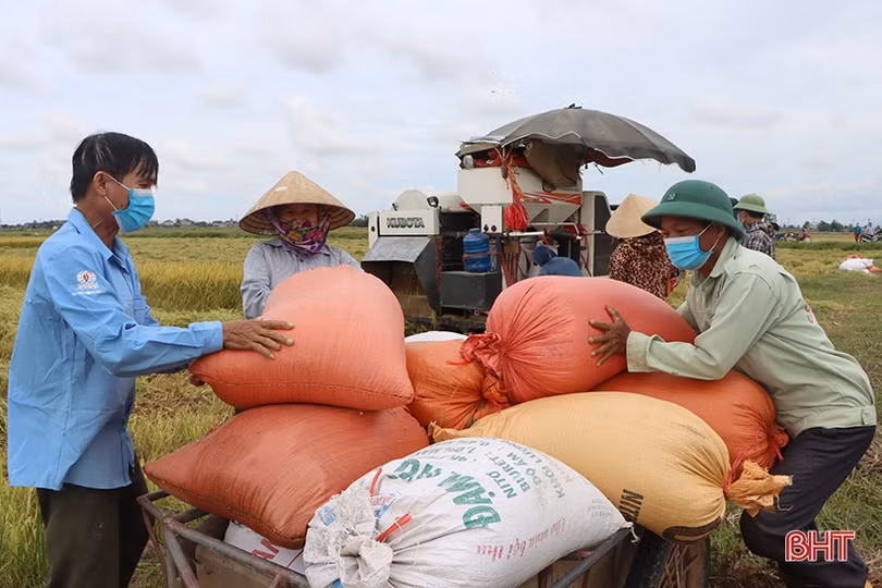 Mùa vui trên những cánh đồng liên kết sản xuất lúa giống ở Hà Tĩnh