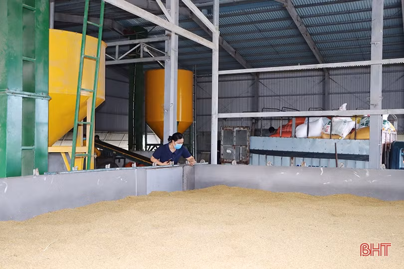 Mùa vui trên những cánh đồng liên kết sản xuất lúa giống ở Hà Tĩnh