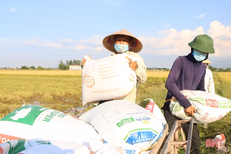 Mùa vui trên những cánh đồng Đức Thọ