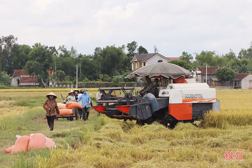 Mùa vui trên những cánh đồng liên kết sản xuất lúa giống ở Hà Tĩnh