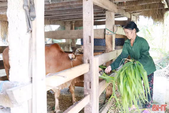 Phụ nữ Sơn Giang nâng cao thu nhập từ những mô hình kinh tế 
