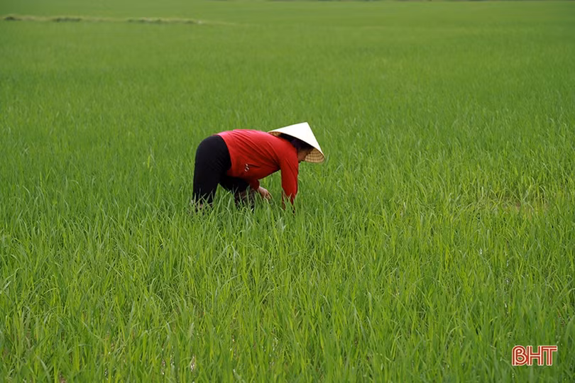 Nông dân Hà Tĩnh chủ động phòng trừ sâu bệnh, đạo ôn hại lúa, quyết giành vụ xuân thắng lợi