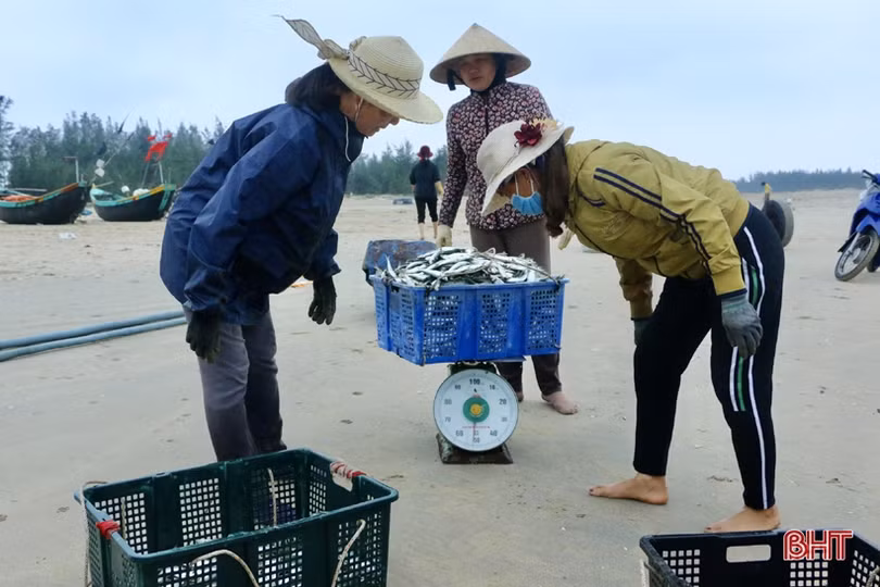 Ngư dân xã bãi ngang Hà Tĩnh trúng đậm cá trích, 2 ngày thu 15 tấn