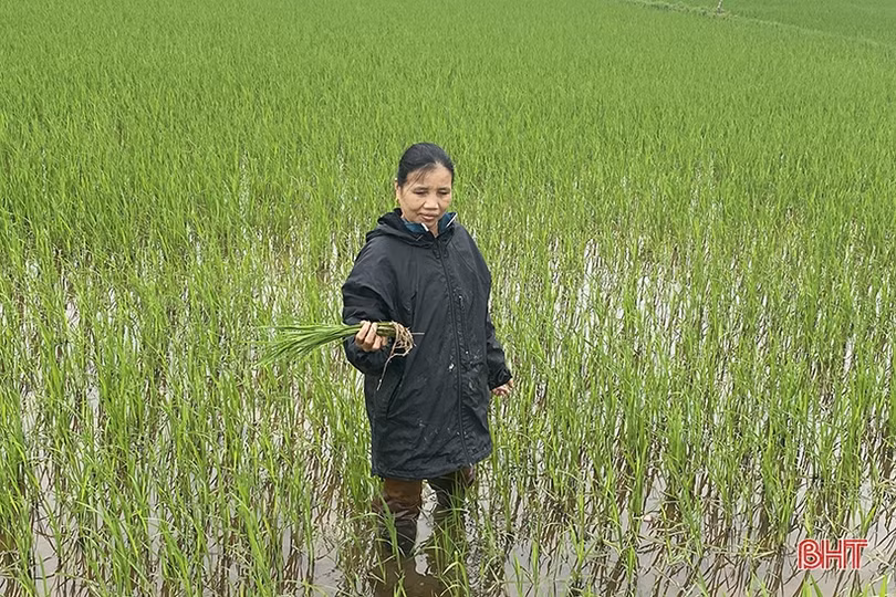 Nông dân Hà Tĩnh chủ động phòng trừ sâu bệnh, đạo ôn hại lúa, quyết giành vụ xuân thắng lợi