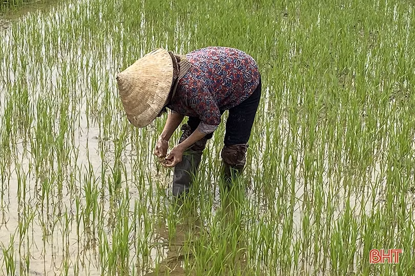 Nông dân Hà Tĩnh chủ động phòng trừ sâu bệnh, đạo ôn hại lúa, quyết giành vụ xuân thắng lợi