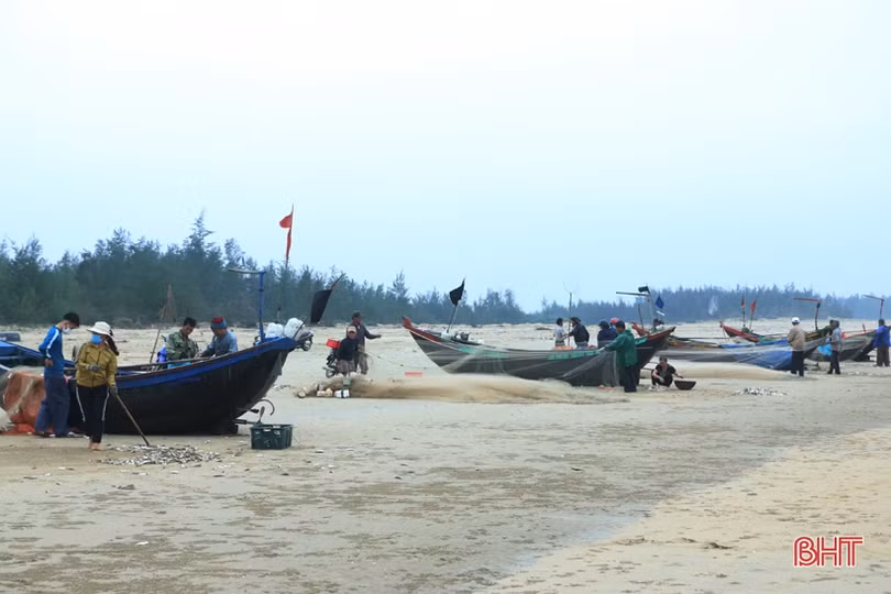 Ngư dân xã bãi ngang Hà Tĩnh trúng đậm cá trích, 2 ngày thu 15 tấn