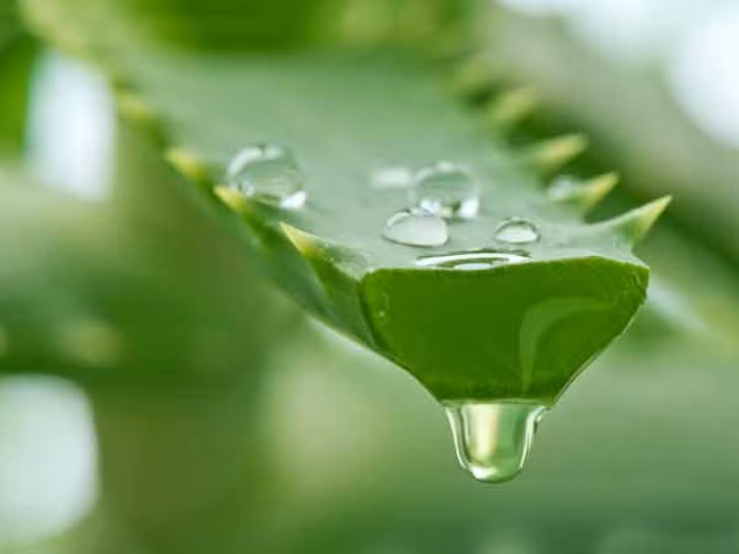 Mẹo giúp bạn có đôi môi hồng căng bóng tự nhiên