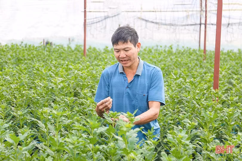 Làng hoa, làng rau Hà Tĩnh “hối hả” vào mùa cao điểm