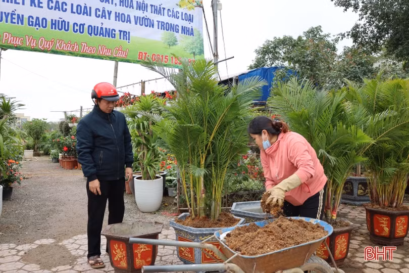 Hà Tĩnh: Hoa, cây cảnh có ý nghĩa phong thủy, tài lộc hút khách