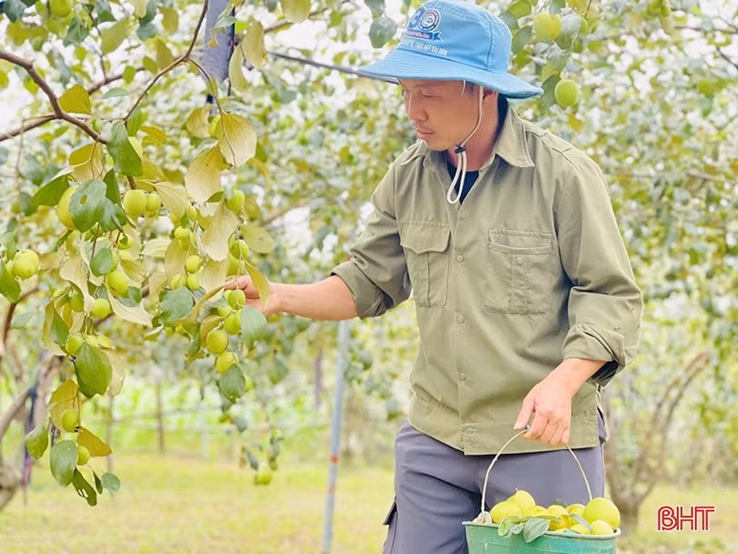 “Lạc lối” trong vườn táo trĩu quả của anh nông dân Hà Tĩnh